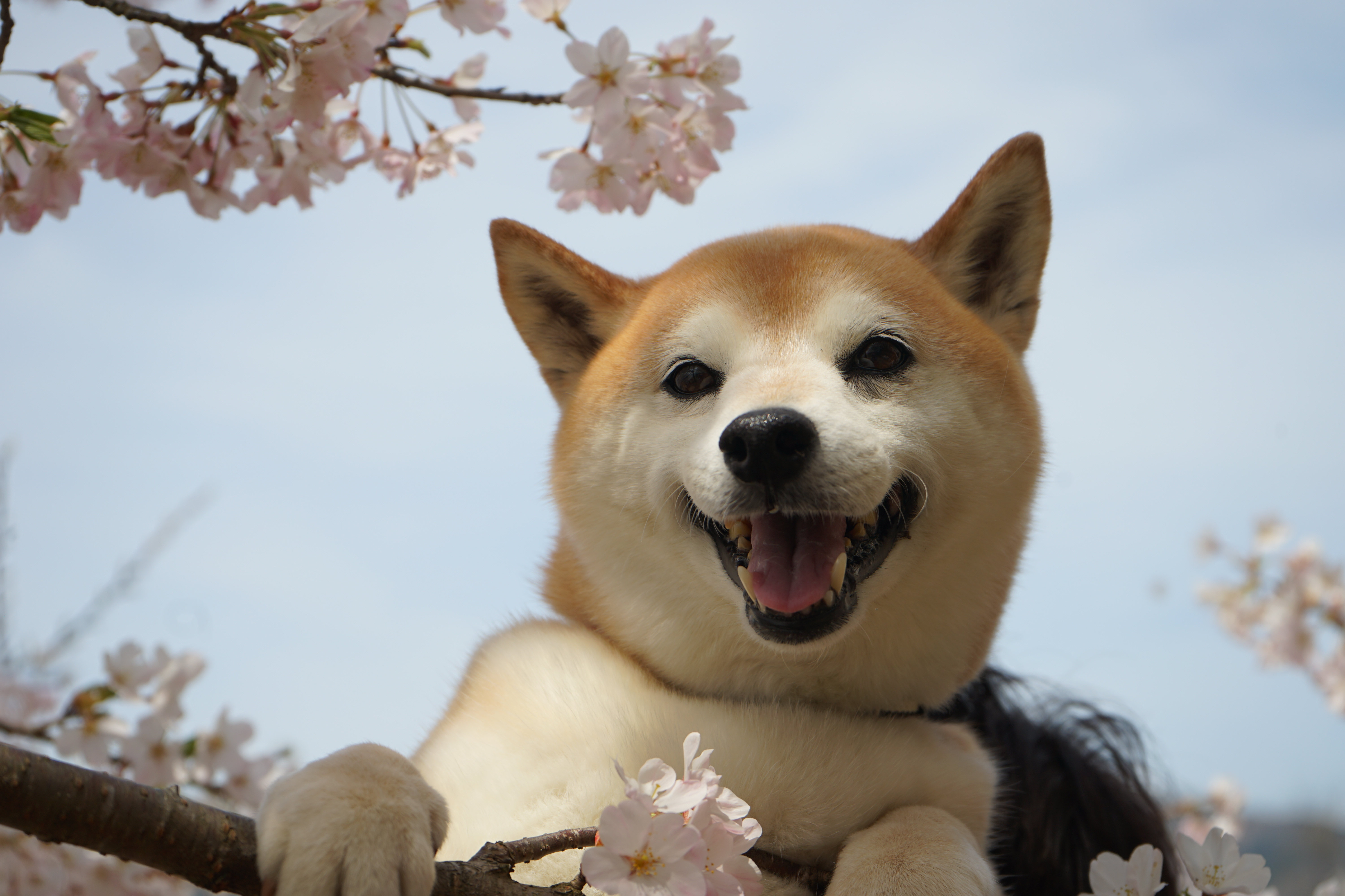 100円のももちゃんです｜認知症と診断された柴犬との記録