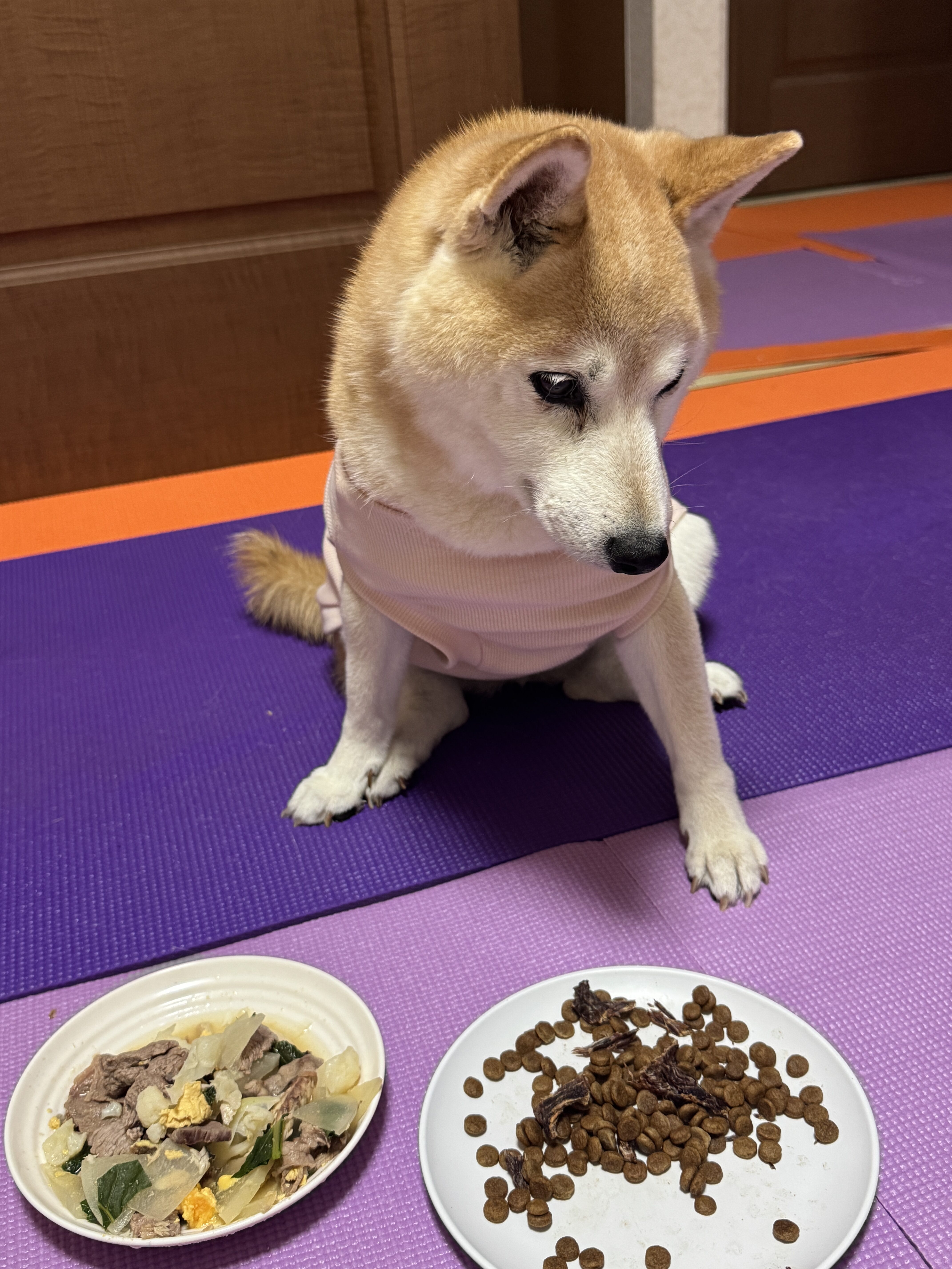 老犬がごはんを食べない原因は歯じゃなかった|認知症の柴犬ももの実体験と気づき