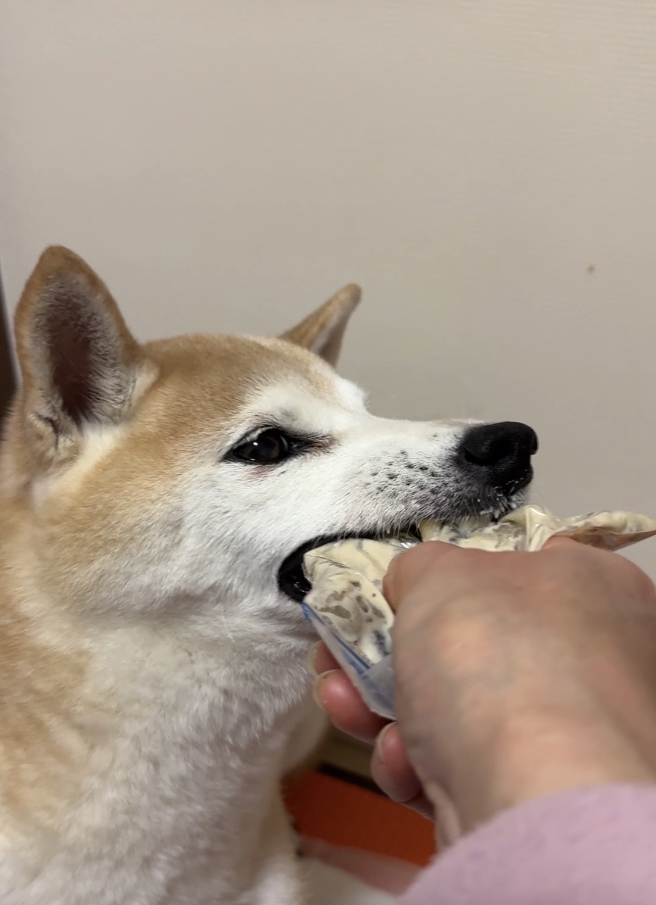 犬がごはんを食べない理由｜認知症の柴犬ももがたどり着いた「巨大チュール」介助