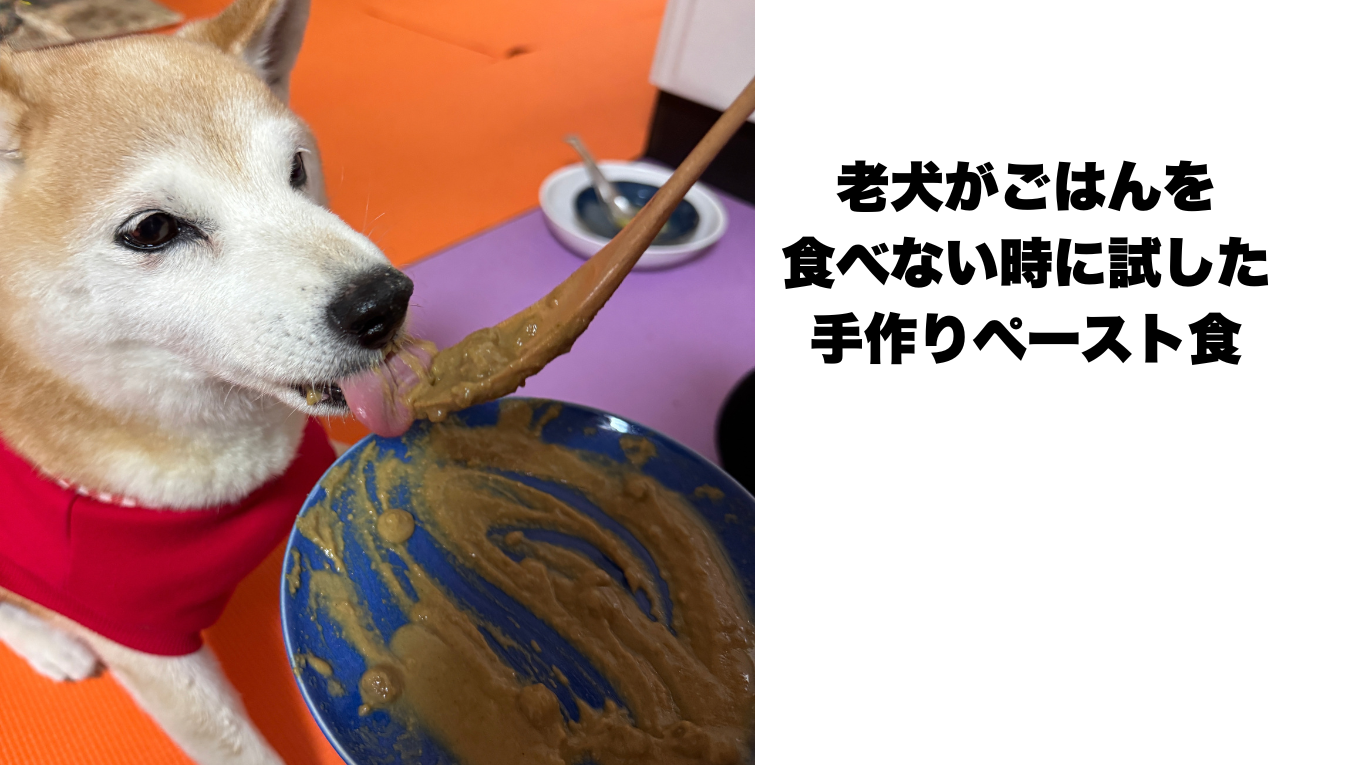 老犬がご飯を食べない・噛めない時に試したペースト食｜認知症の柴犬ももの食事記録